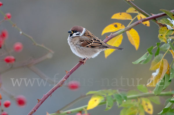 Feldsperling (Passer montanus)