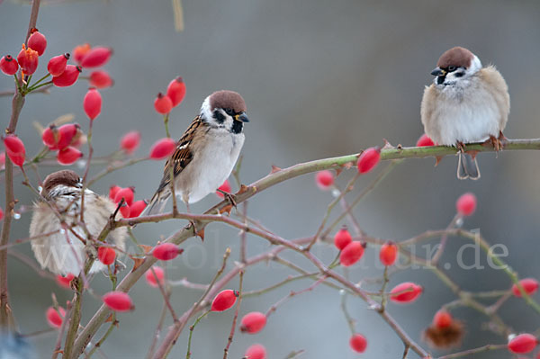 Feldsperling (Passer montanus)