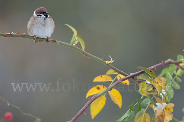 Feldsperling (Passer montanus)