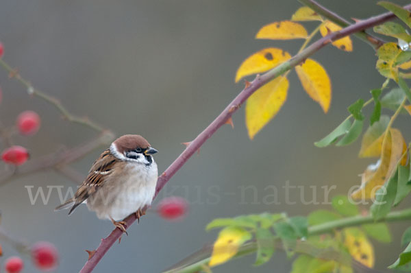 Feldsperling (Passer montanus)