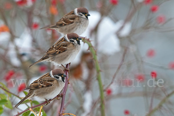 Feldsperling (Passer montanus)