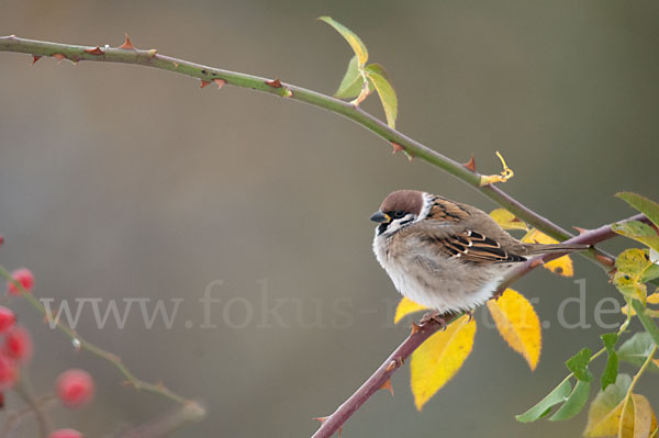 Feldsperling (Passer montanus)