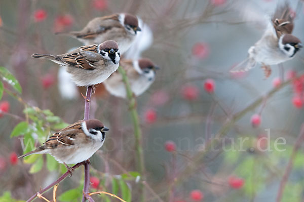 Feldsperling (Passer montanus)