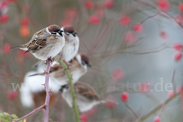 Feldsperling (Passer montanus)