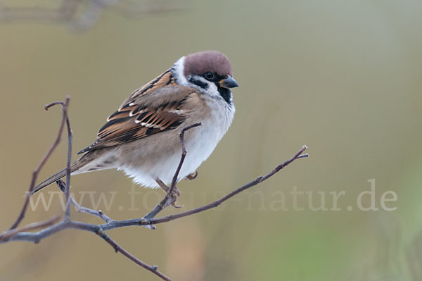 Feldsperling (Passer montanus)