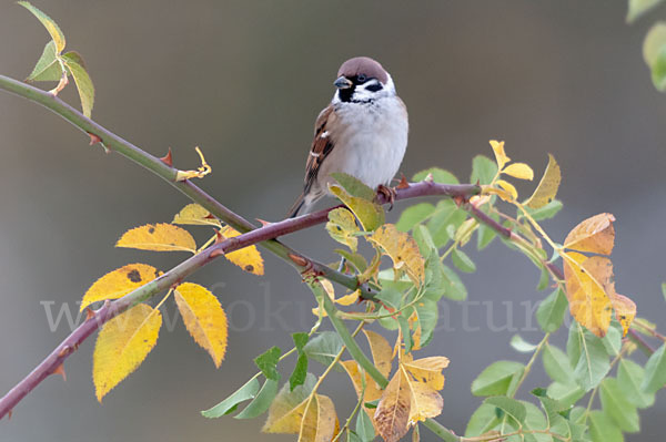 Feldsperling (Passer montanus)