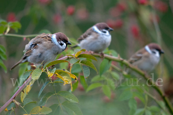 Feldsperling (Passer montanus)