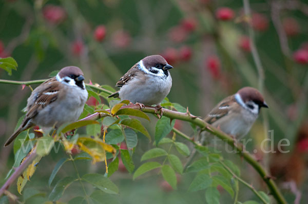 Feldsperling (Passer montanus)