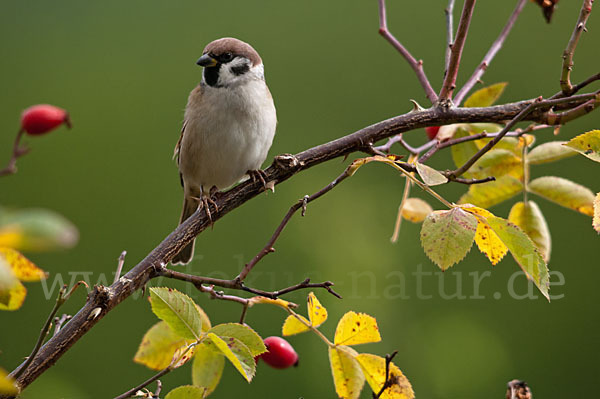 Feldsperling (Passer montanus)