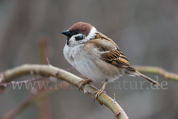 Feldsperling (Passer montanus)