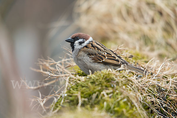 Feldsperling (Passer montanus)