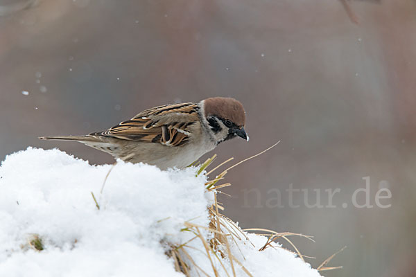 Feldsperling (Passer montanus)