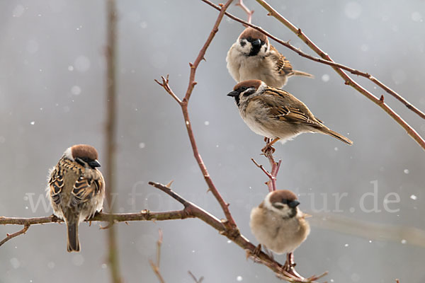 Feldsperling (Passer montanus)