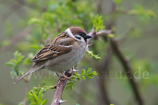 Feldsperling (Passer montanus)