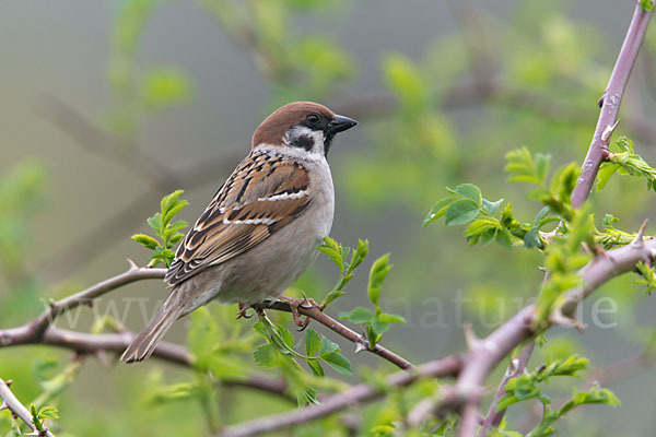 Feldsperling (Passer montanus)