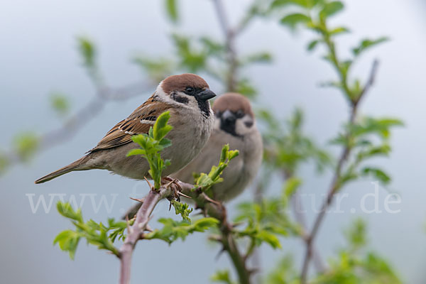 Feldsperling (Passer montanus)