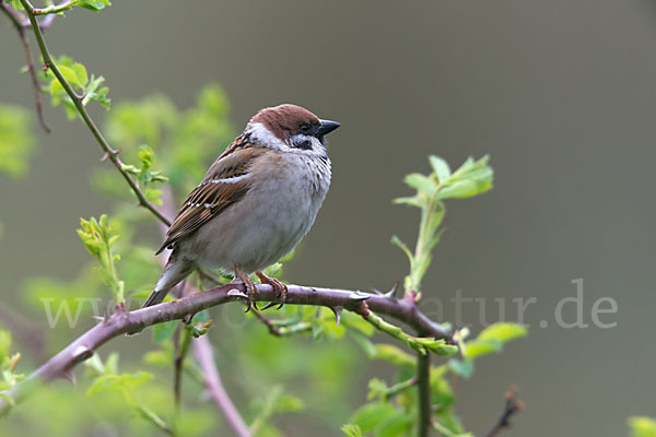 Feldsperling (Passer montanus)