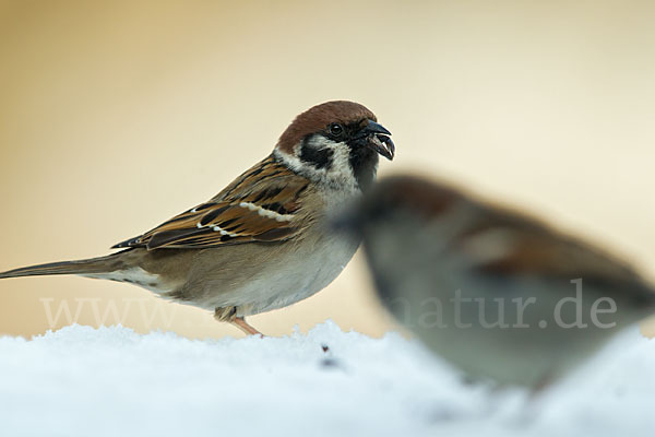 Feldsperling (Passer montanus)