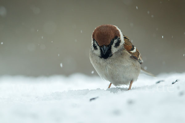 Feldsperling (Passer montanus)