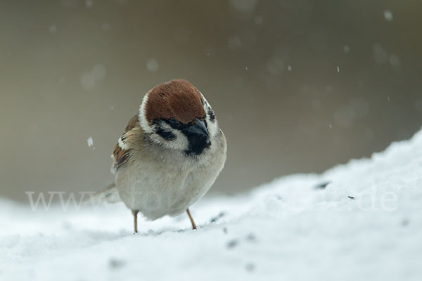 Feldsperling (Passer montanus)