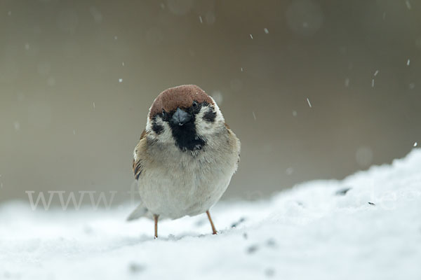 Feldsperling (Passer montanus)