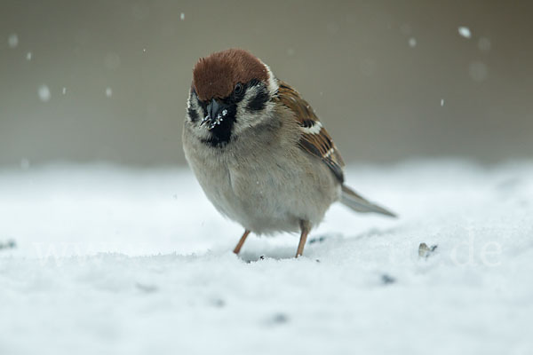 Feldsperling (Passer montanus)