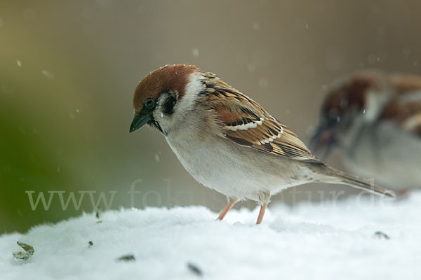 Feldsperling (Passer montanus)