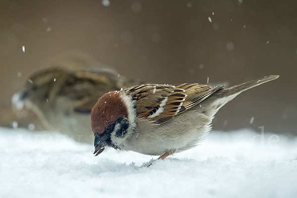 Feldsperling (Passer montanus)