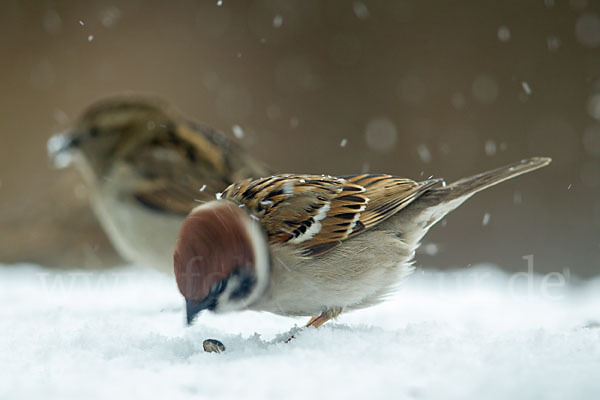 Feldsperling (Passer montanus)