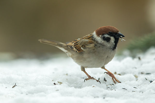 Feldsperling (Passer montanus)