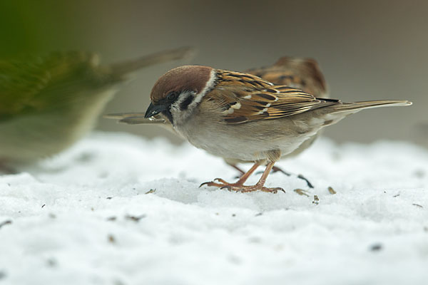 Feldsperling (Passer montanus)