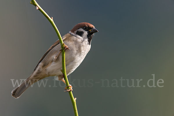 Feldsperling (Passer montanus)