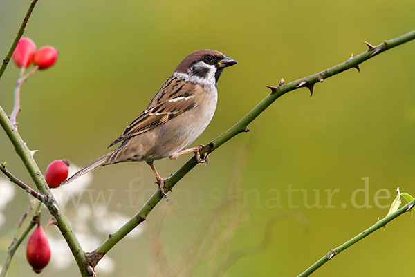 Feldsperling (Passer montanus)