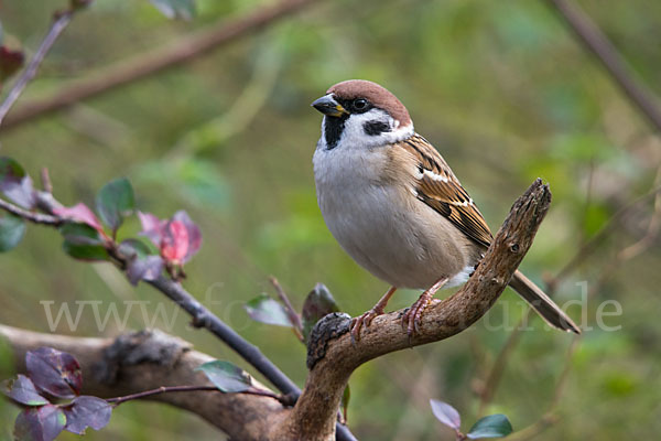 Feldsperling (Passer montanus)