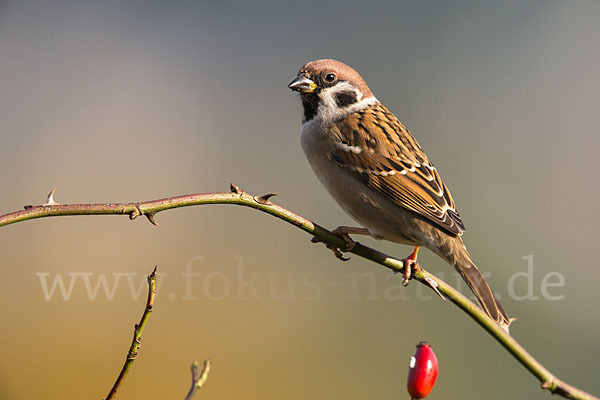 Feldsperling (Passer montanus)