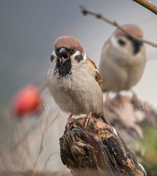 Feldsperling (Passer montanus)