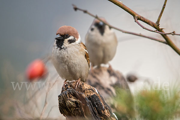 Feldsperling (Passer montanus)