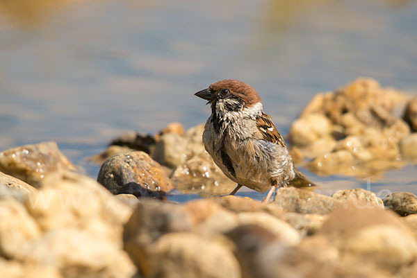 Feldsperling (Passer montanus)