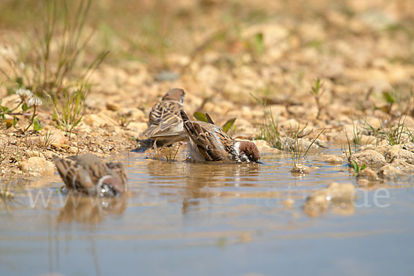 Feldsperling (Passer montanus)