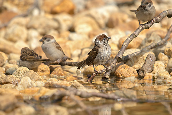 Feldsperling (Passer montanus)