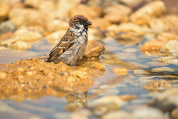 Feldsperling (Passer montanus)