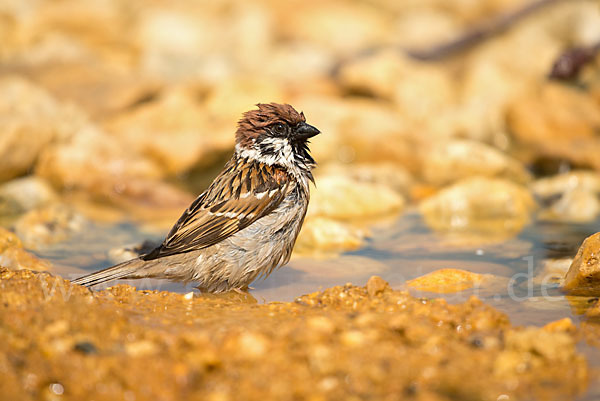 Feldsperling (Passer montanus)