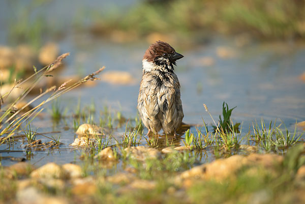 Feldsperling (Passer montanus)