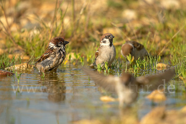 Feldsperling (Passer montanus)