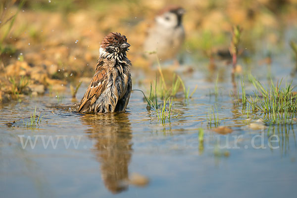 Feldsperling (Passer montanus)