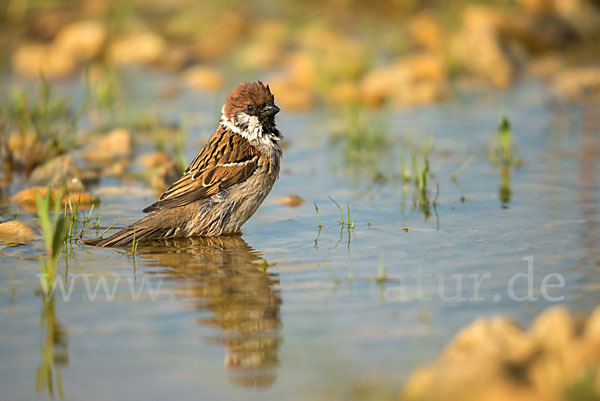 Feldsperling (Passer montanus)