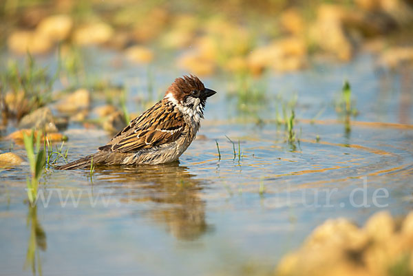 Feldsperling (Passer montanus)