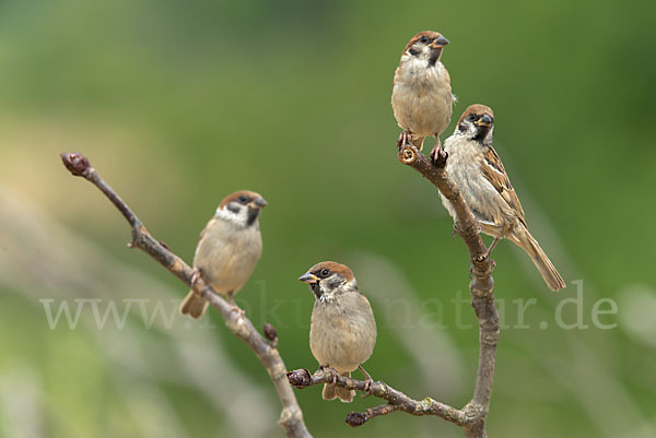 Feldsperling (Passer montanus)