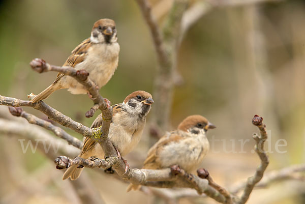 Feldsperling (Passer montanus)