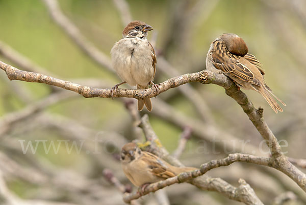 Feldsperling (Passer montanus)